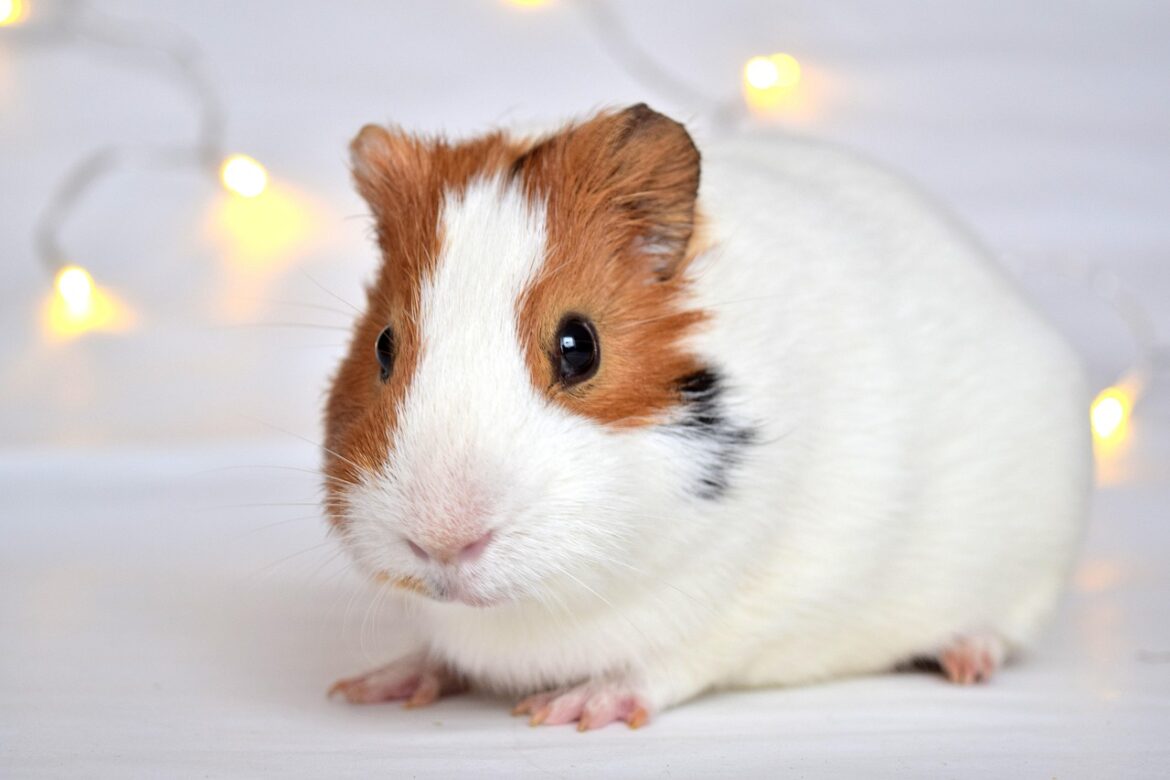 guineapig-1914069_1280
