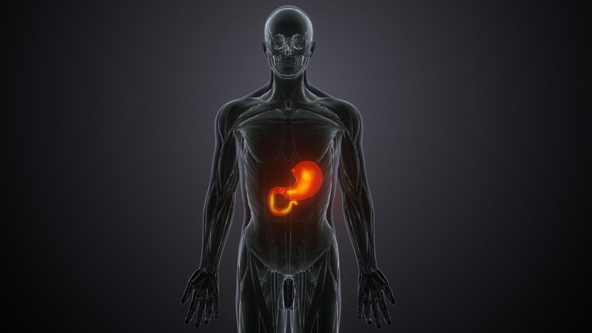 liver-8157924_1280
