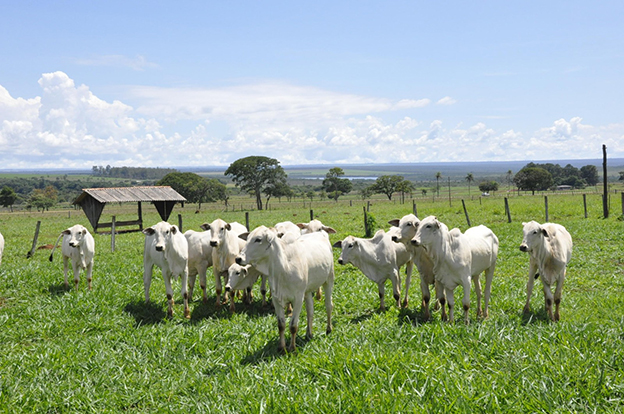 Gado Nelore – Foto Breno Lobato-Embrapa